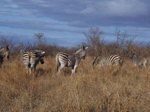 credits to World Resource Institute 